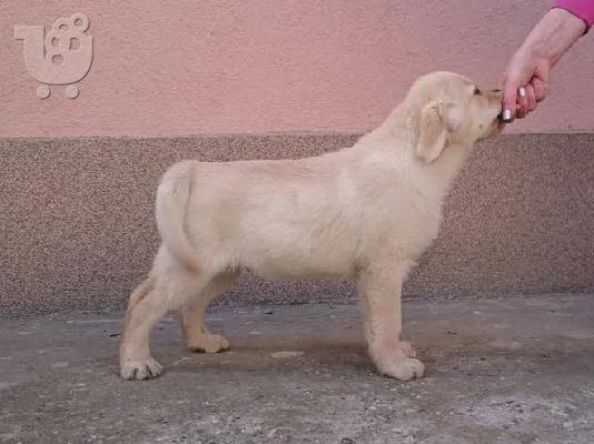 Labrador retriever puppies
